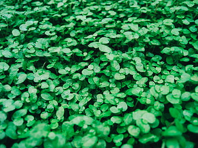 shallow focus photography of green plants thumbnail