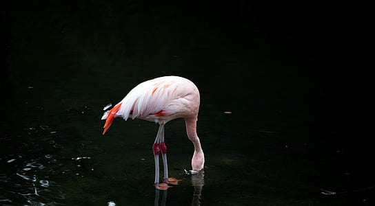 white flamingo bird in water thumbnail
