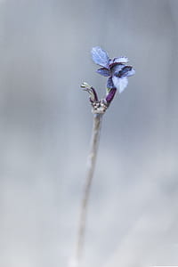 close up photo of purple leaves thumbnail