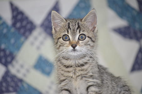 selective focus photography of brown tabby kitten thumbnail