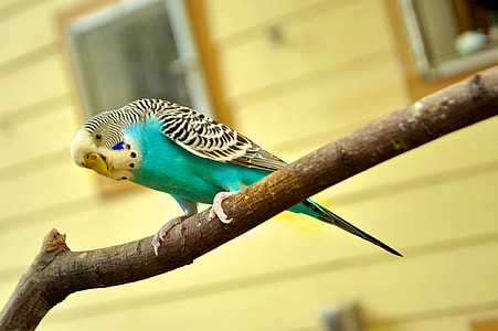 teal and yellow budgerigar on branch closeup photography thumbnail