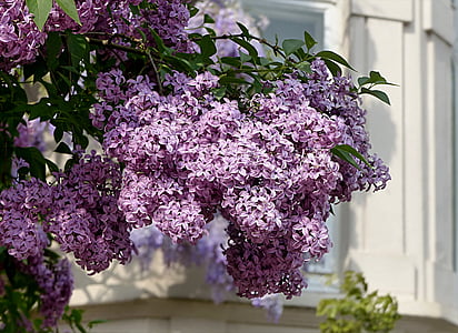purple petaled flowers thumbnail