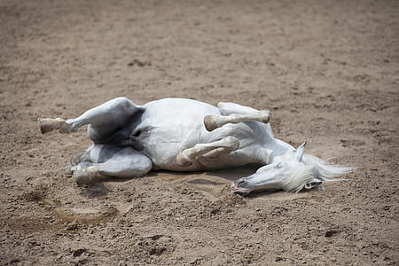 white horse lying on brown field during daytime thumbnail