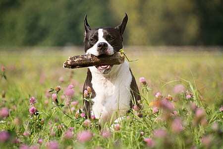 adult white and brown American pit bull terrier running on green grass field thumbnail