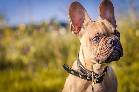 adult fawn French bulldog with black collar thumbnail
