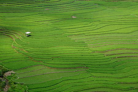 green fields thumbnail