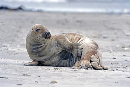 brown seal on the seashore thumbnail