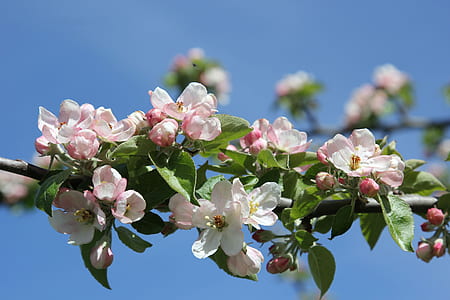closeup photo of white petaled flower thumbnail