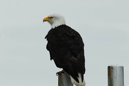 American Eagle thumbnail