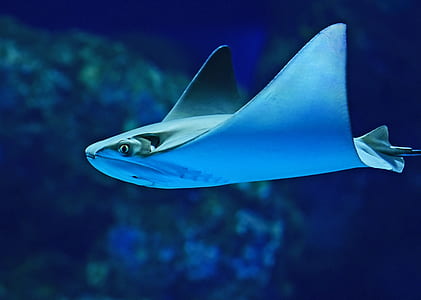 gray stingray thumbnail