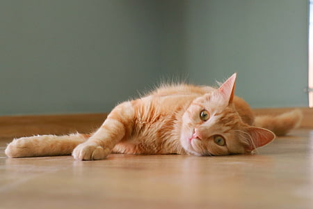 orange Tabby cat lying on brown floor thumbnail
