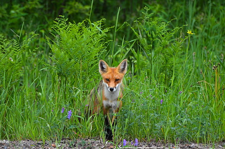 brown fox thumbnail