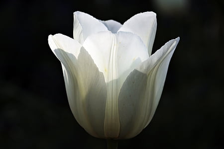 white rose thumbnail