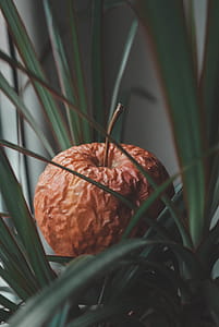 Selective Focus Photo of Brown Fruit thumbnail