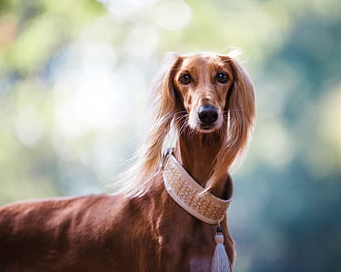 short-coated brown dog with collar thumbnail