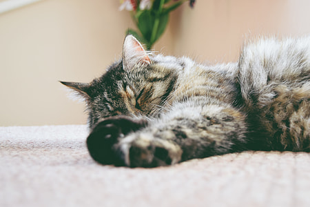 tilt shift lens photography of silver tabby cat thumbnail