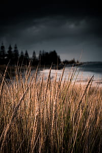 selective focus photography of brown grasses on seashore thumbnail