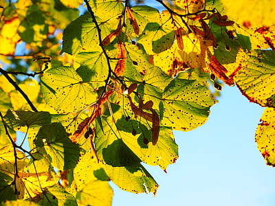 close up photo of green leaves thumbnail