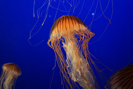 jellyfish in the ocean thumbnail