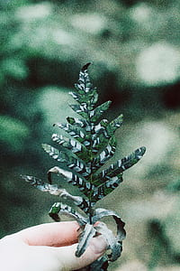 person holding green leaf thumbnail