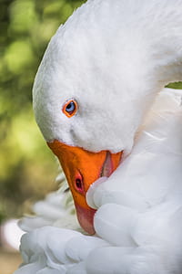 white swan close-up photography thumbnail