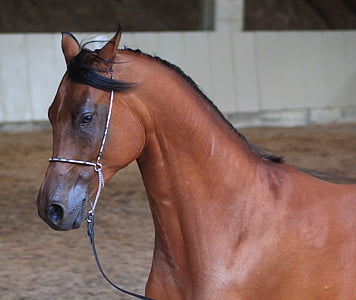 brown horse thumbnail