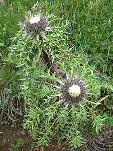Silver Thistle, Thistles thumbnail