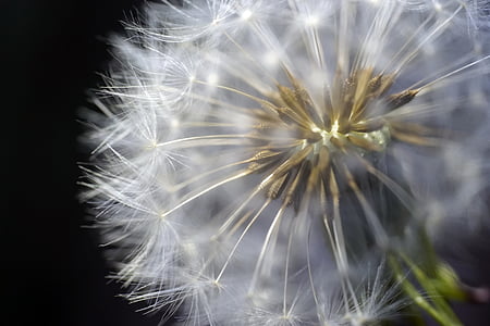 macro photography of dandelion flower thumbnail