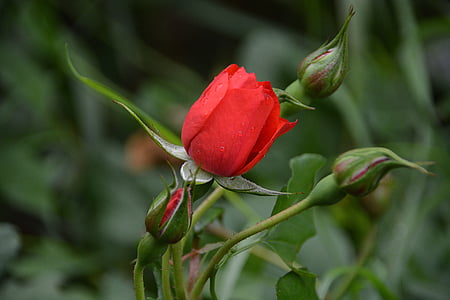 selective focus photography of red rose flower thumbnail