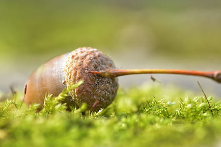 selective focus photography of acorn thumbnail