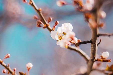 selective focus photography of cherry blossoms thumbnail