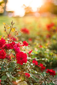 Red Petaled Flower during Daytime thumbnail