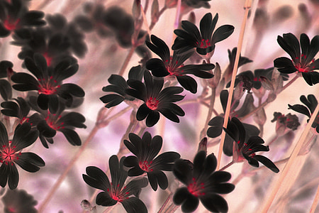 black stitchwort flower arrangement selective focus photo thumbnail