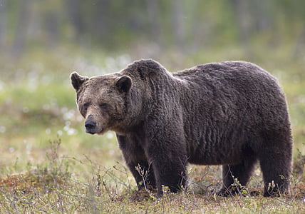 grizzly bear on ground at daytime thumbnail