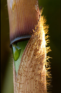 macroshot of brown plant thumbnail