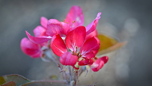 macro photography of pink flowers during daytime thumbnail