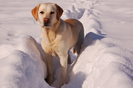 adult yellow Labrador retriever thumbnail