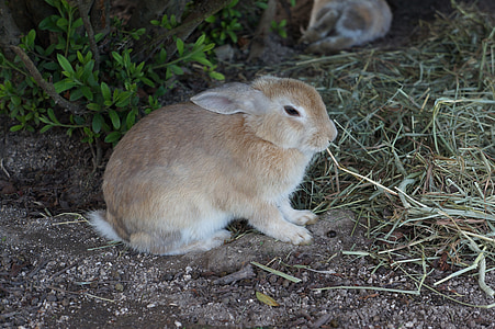 brown rabbit thumbnail