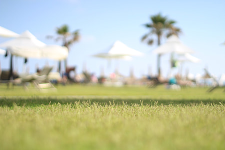 green grass field at daytime thumbnail