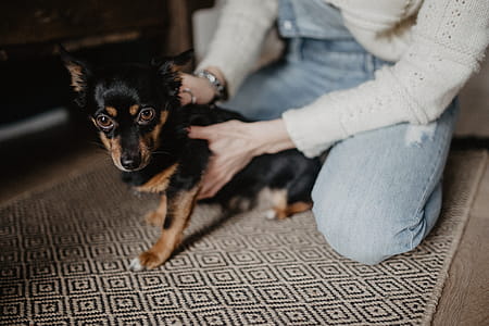 Petting the little cute dog thumbnail