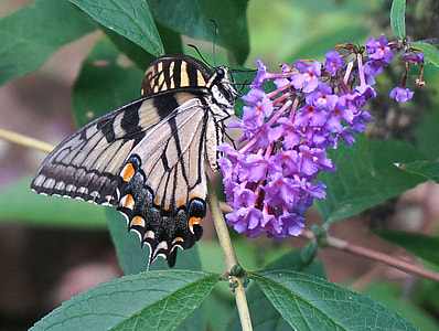 Tiger Swallowtail, Butterfly Bush thumbnail