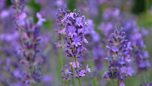 purple broad petaled flowers thumbnail
