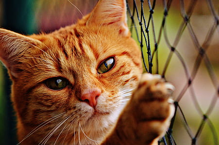 orange Tabby cat holding black fish net thumbnail