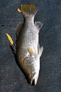 gray fish thumbnail
