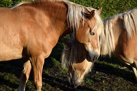 two brown horses thumbnail