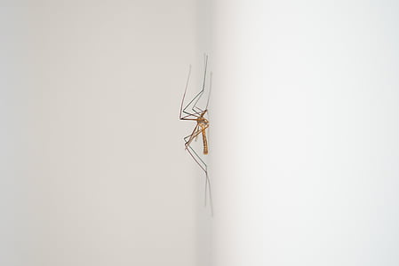 brown mosquito on white surface thumbnail