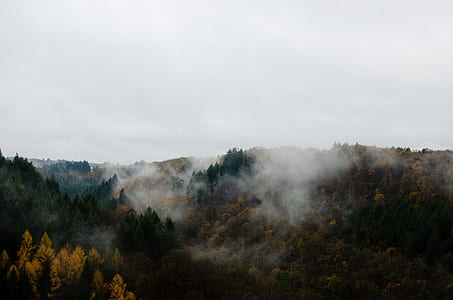 aerial view of trees beside mountain thumbnail