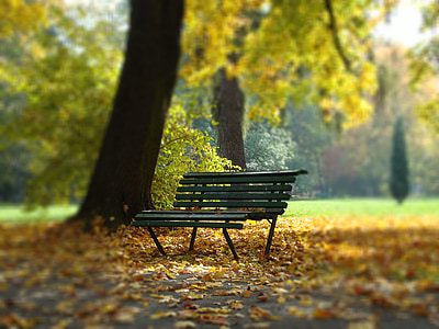 black chair under tree thumbnail