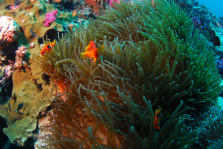 green seaweeds thumbnail