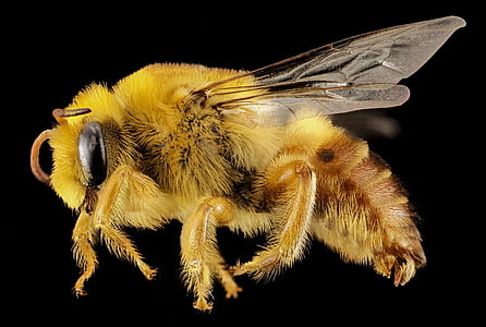 honeybee illustration thumbnail